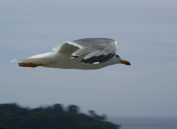 Spotting Image 1