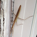 Chinese Mantis