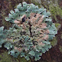 Common Greenshield Lichen