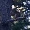 American Red Squirrel