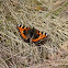 Small Tortoiseshell Butterfly