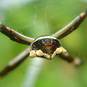 Garden Spider