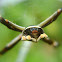 Garden Spider