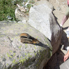 Golden-mantled ground squirrel