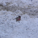 Common Redpoll