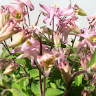 Columbine