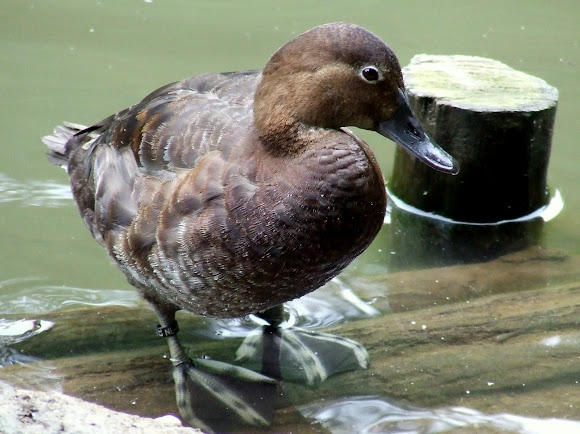 Spotting Image 1