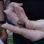 Squirrel Treefrog