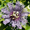 Passionflower
