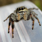 Jumping Spider