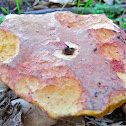 Admirable Bolete
