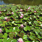 Water Lily