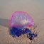 Portuguese Man o' War