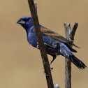 Blue Grosbeak