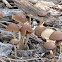 Mystery Mushrooms, maybe Psathyrella?