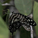Large Striped Swordtail