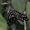 Large Striped Swordtail