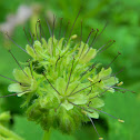 Pacific Waterleaf