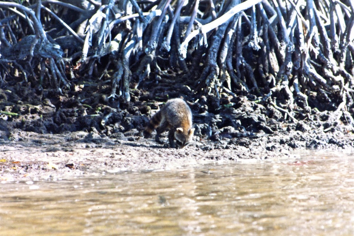 Raccoon