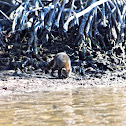 Raccoon