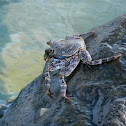 Crab