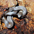 Ring-necked Snake