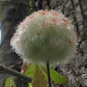 Wool-Sower Gall