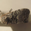 Closebanded Yellowhorn