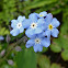 Forget-me-not