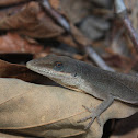 Green Anole
