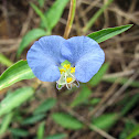 Commelina erecta