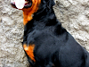 Hermoso Rottweiler Busca Novia