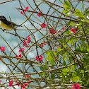 Bananaquit