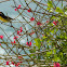 Bananaquit