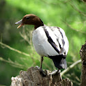 Australian Wood Duck (male)
