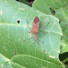 Conifer seed bug