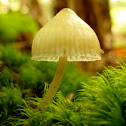 Grooved Bonnet