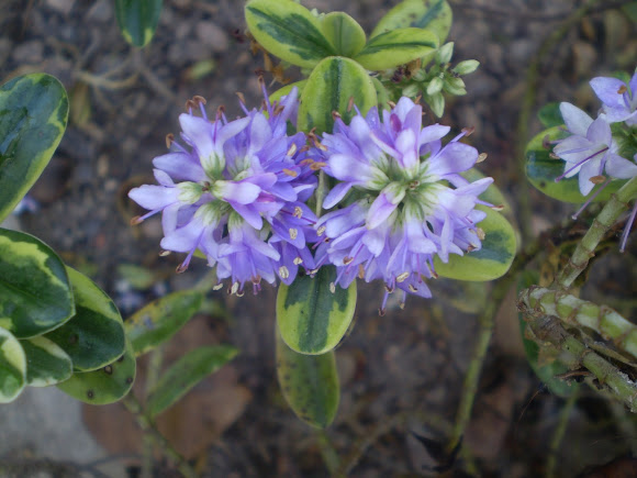 Spotting Image 1