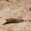 Slug