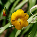 Maicillo / Gold Flower of Chile