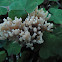 Ramaria sp.
