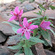 Dwarf fireweed