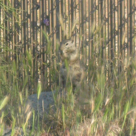 Spotting Image 1
