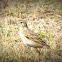 Paddyfield Pipit