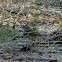 Western Palm Warbler