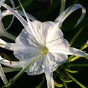White Spider Lillies