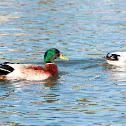 Mallard