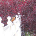 American Robin