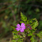 Herb Robert