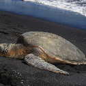 Hawksbill Sea Turtle